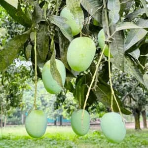 ল্যাংড়া আম - 20kg -2400Tk