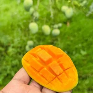 আমরূপালি আম - 20kg - 2800Tk