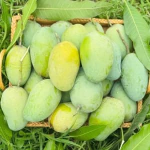 আমরূপালি আম - 20kg
