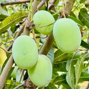 ল্যাংড়া আম - 10kg -1200Tk